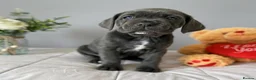 Cane Corso dogs for sale: Stunning cane corso puppy’s  - Advert 6