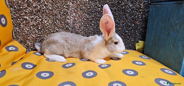 Loop Giant Rabbit Giant Rabbits for sale | Pets4Homes
