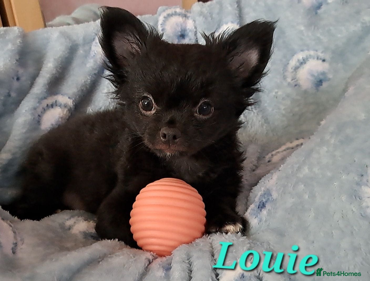 Chihuahua dogs Ready to leave now Long Coat Chihuahua pups  - Advert 20