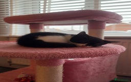 Mixed Breed cats for sale: Black & white female kitten - Image 4
