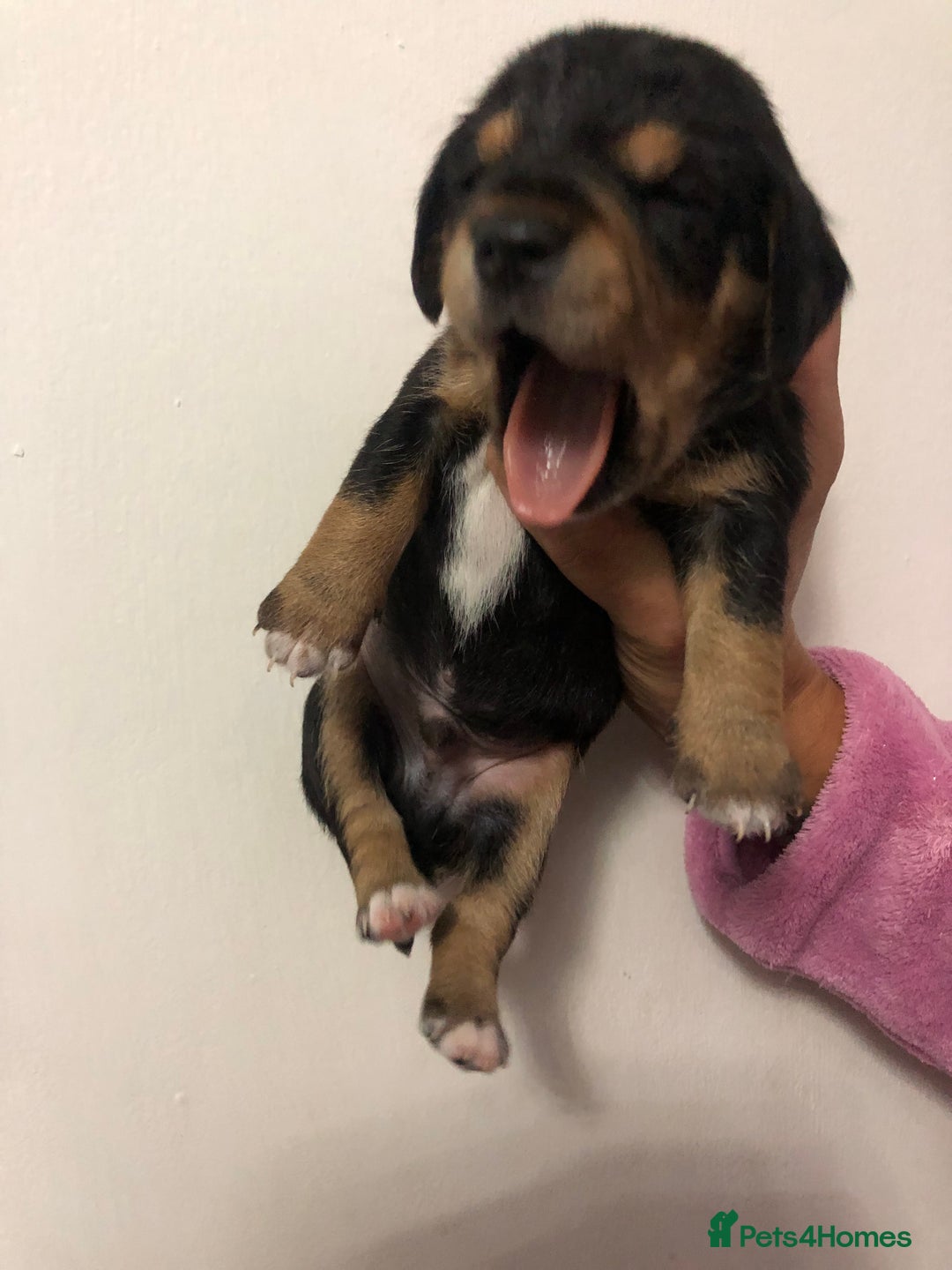 Mixed Breed dogs for sale: Jackapoo cross dachshund puppy’s  - Advert 13