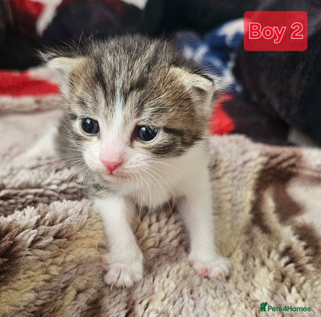 Mixed Breed cats for sale:  Kittens😹🐱😻collection on August 24 and 31. - Image 6