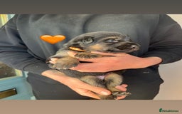 German Shepherd dogs for sale: Beautiful black and gold German shepherd puppies  - Image 5