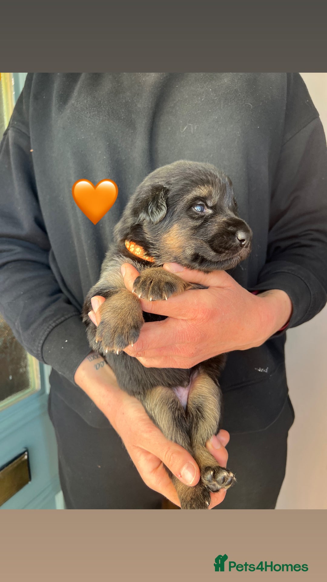 German Shepherd dogs for sale: Beautiful black and gold German shepherd puppies  - Image 5