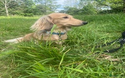 Miniature Dachshund dogs for sale: KC reg Long haired Mini boy - Image 9