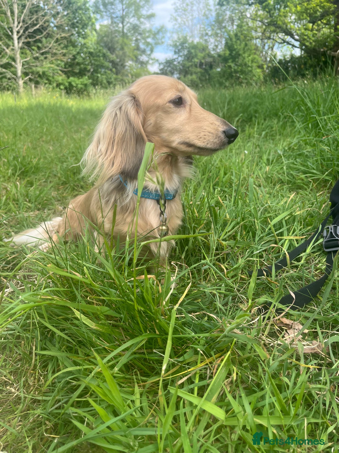 Miniature Dachshund dogs for sale: KC reg Long haired Mini boy - Image 9