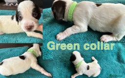 Sprocker dogs for sale: Sprocker for sale - Image 7