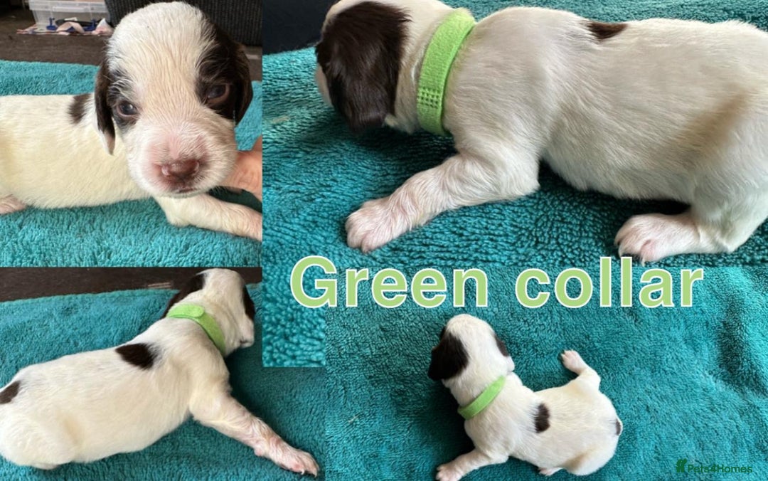 Sprocker dogs for sale: Sprocker for sale - Image 7