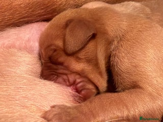 Hungarian Vizsla dogs DUAL PURPOSE FIELD & SHOW CHAMPIONS BRED PUPPIES - Advert 16