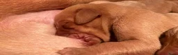 Hungarian Vizsla dogs for sale: *SHOW QUALITY PUPPY*CHAMPION BRED PUPPIES - Advert 15