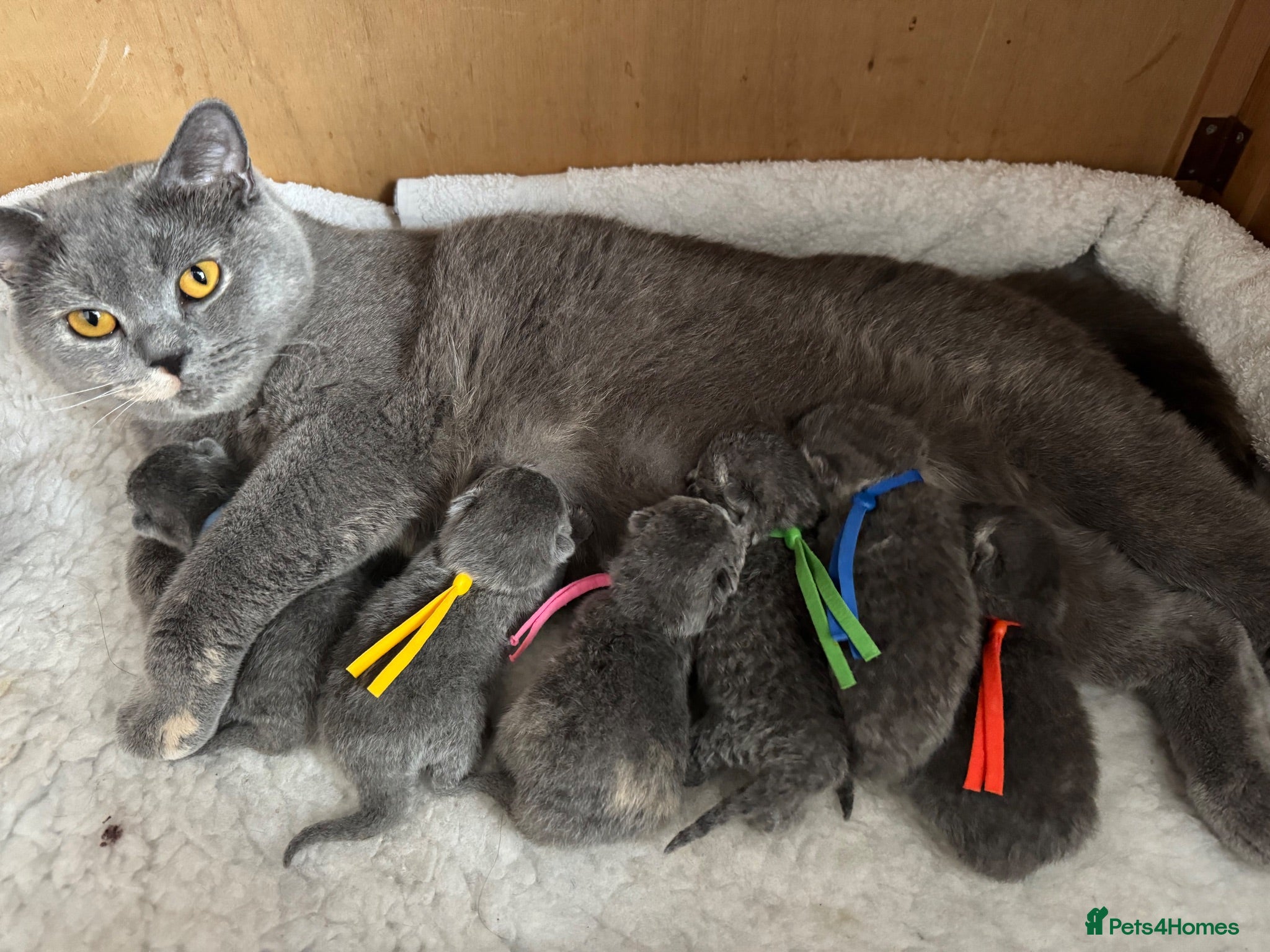British Shorthair cats Imperial Grand Champion Sired British Shorthair  - Advert 1