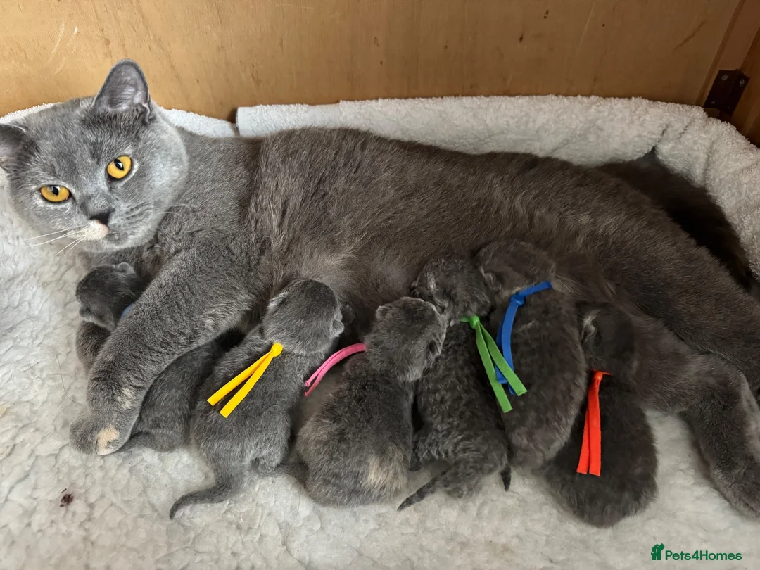 British Shorthair cats for sale: Imperial Grand Champion Sired British Shorthair  - Advert 1