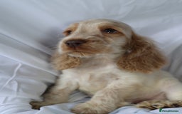 Cocker Spaniel dogs for sale: Championline Cocker Spaniel - Advert 16