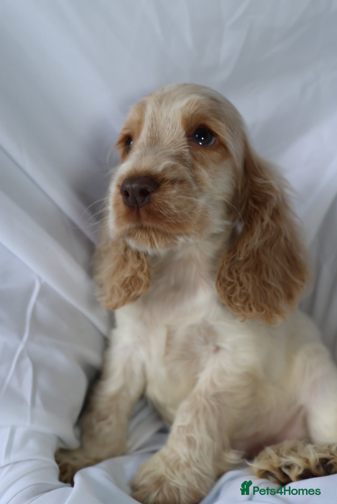 Cocker Spaniel dogs for sale: Championline Cocker Spaniel - Advert 16