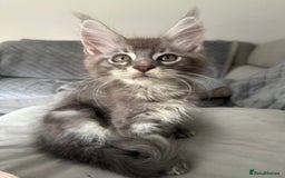 Maine Coon cats for sale: Full pedigree Maine Coon boys - Image 3