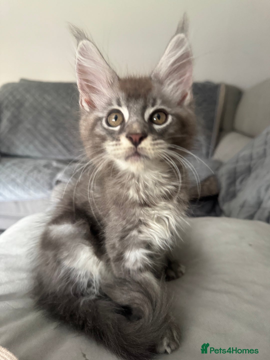 Maine Coon cats for sale: Full pedigree Maine Coon boys - Image 3