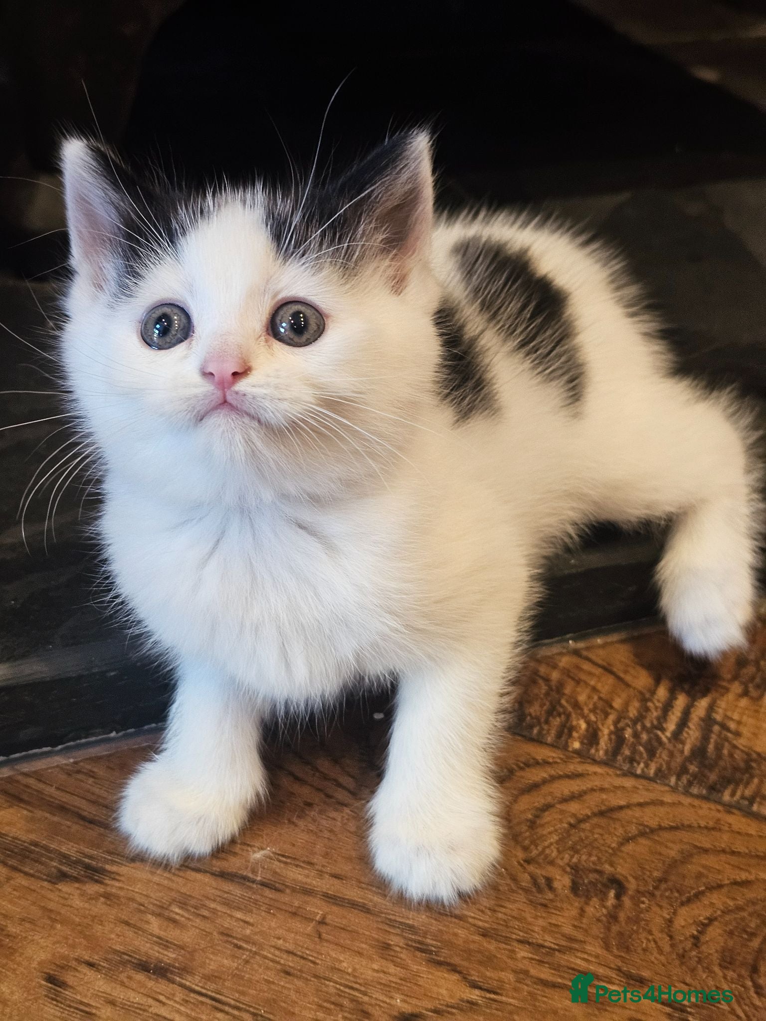Mixed Breed cats Rare Lilac Ragdoll Cross Super Fluffy Kittens - Advert 1