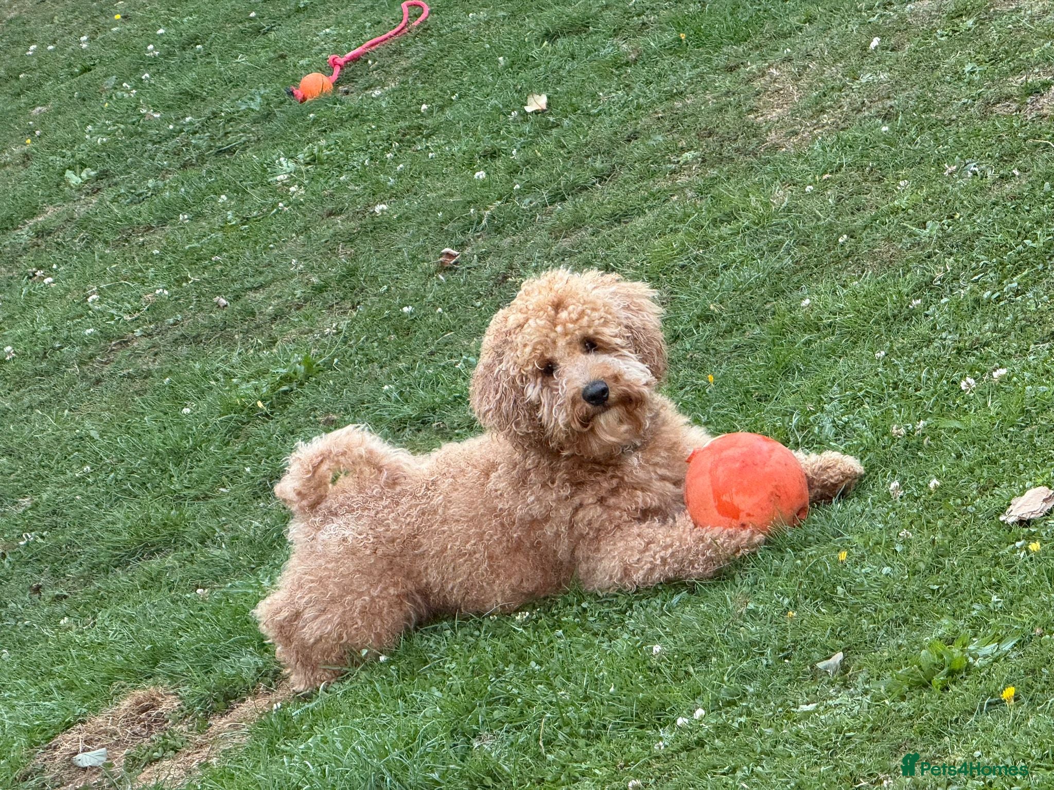 Cavapoochon dogs Cute Cavapoochon  - Advert 10