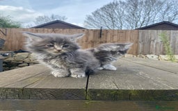 Maine Coon cats for sale: Maine coon kittens - Image 20