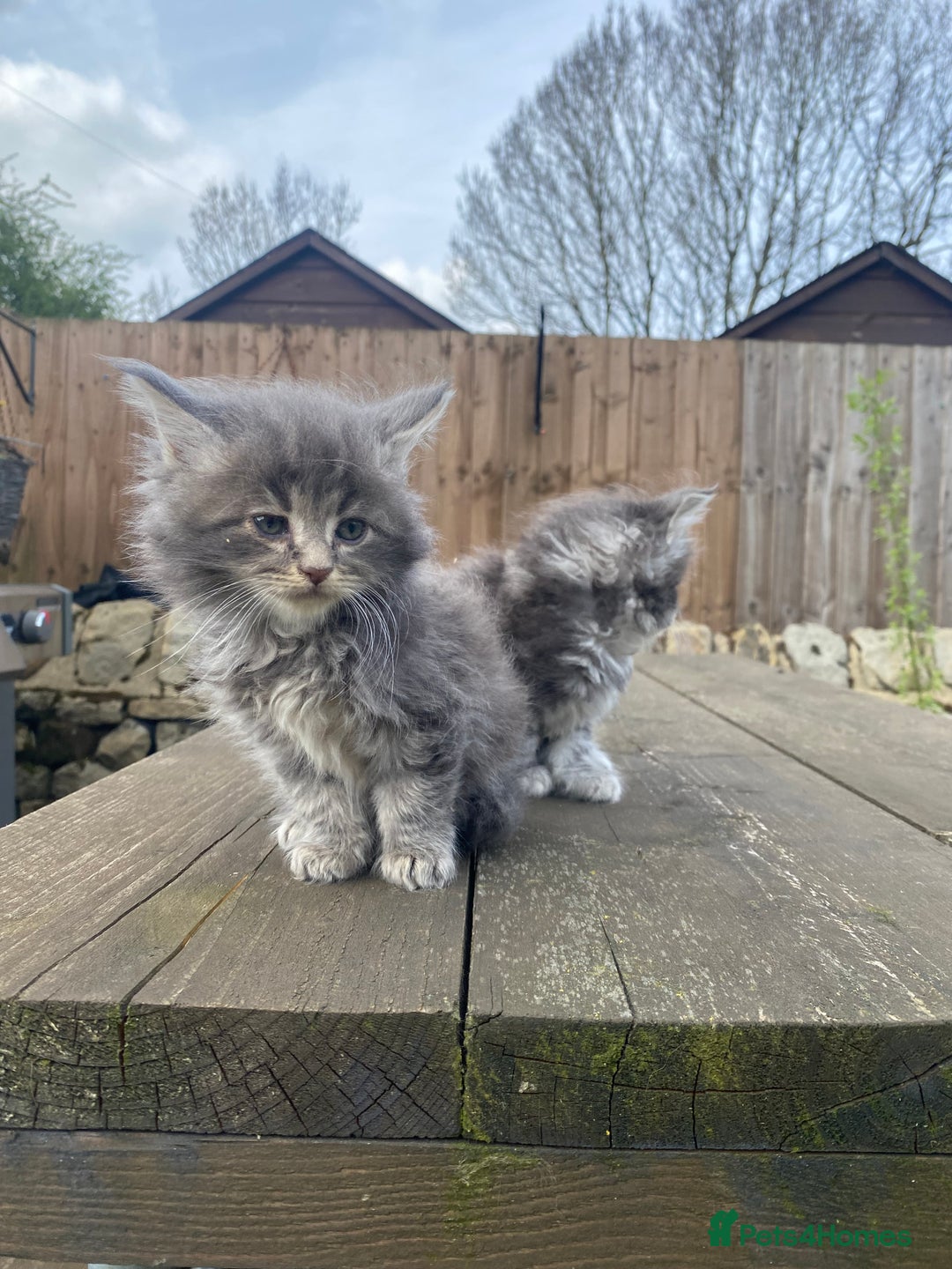 Maine Coon cats for sale: Maine coon kittens - Image 20