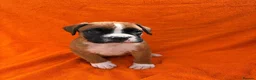 Boxer dogs for sale: Boxers - Advert 9