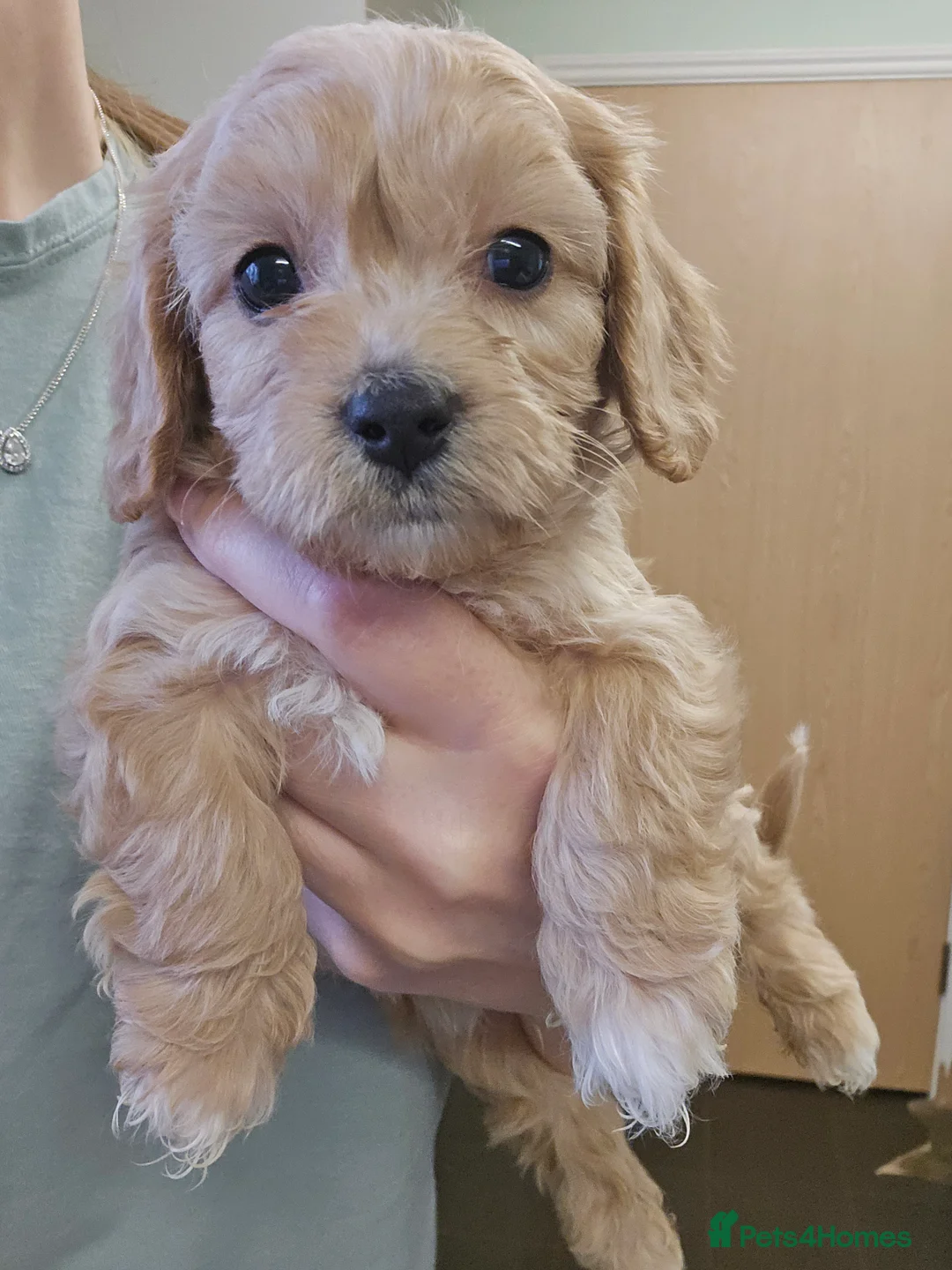 Cavachon dogs for sale: F1 Cavapoochons for sale! - Advert 1