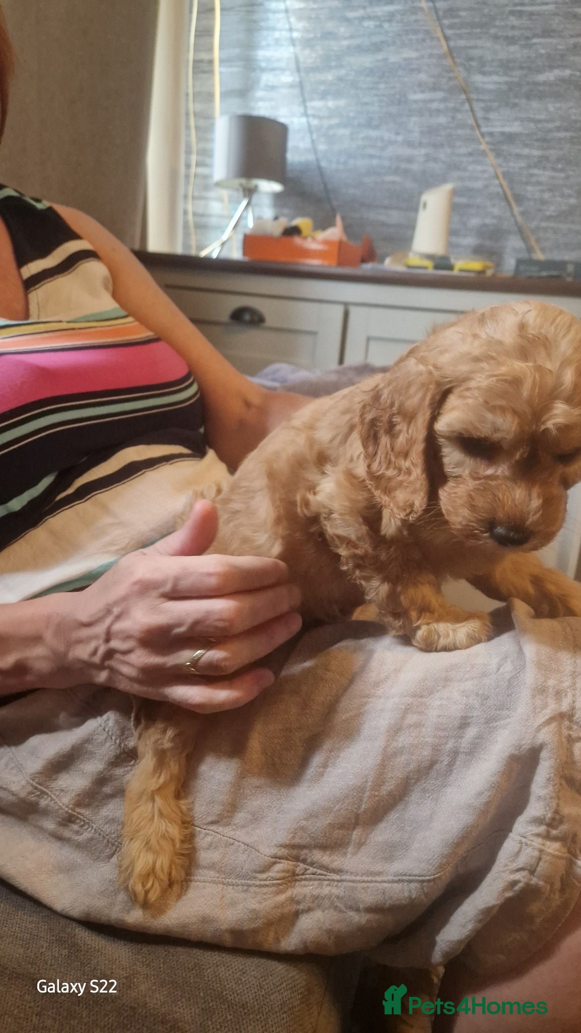 Cockapoo dogs F1 b cockapoos   - Advert 2