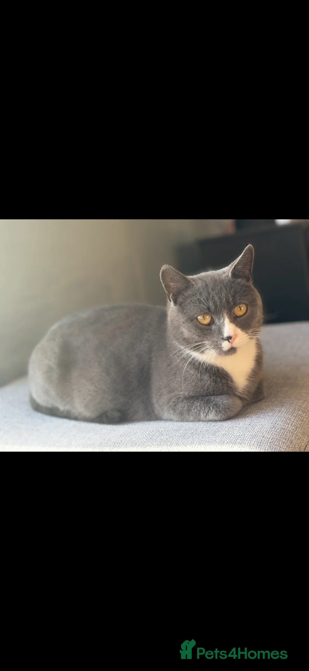 British Shorthair cats for sale: Kittens boys and girls available  - Advert 14