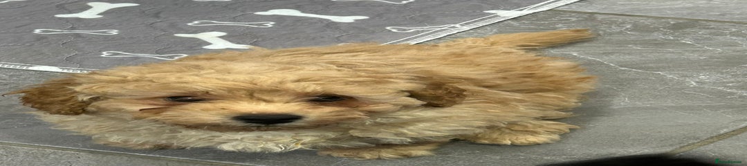 Poochon Puppy 2