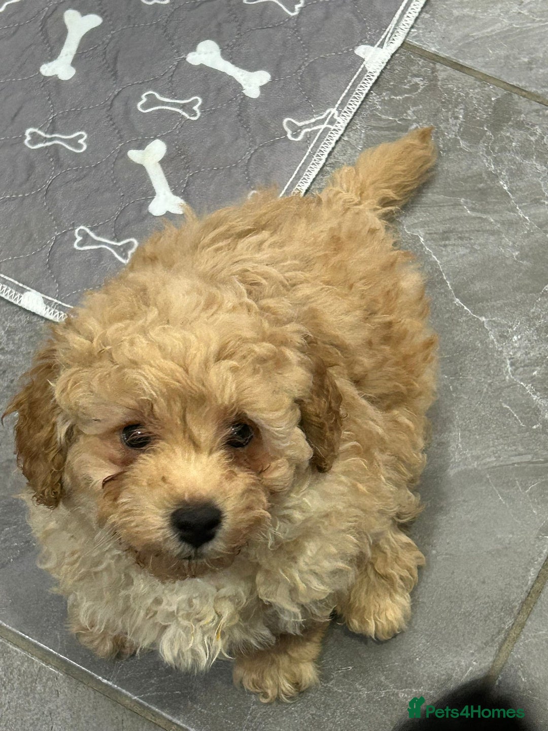 Poochon dogs for sale: Poochon male puppies  - Image 15