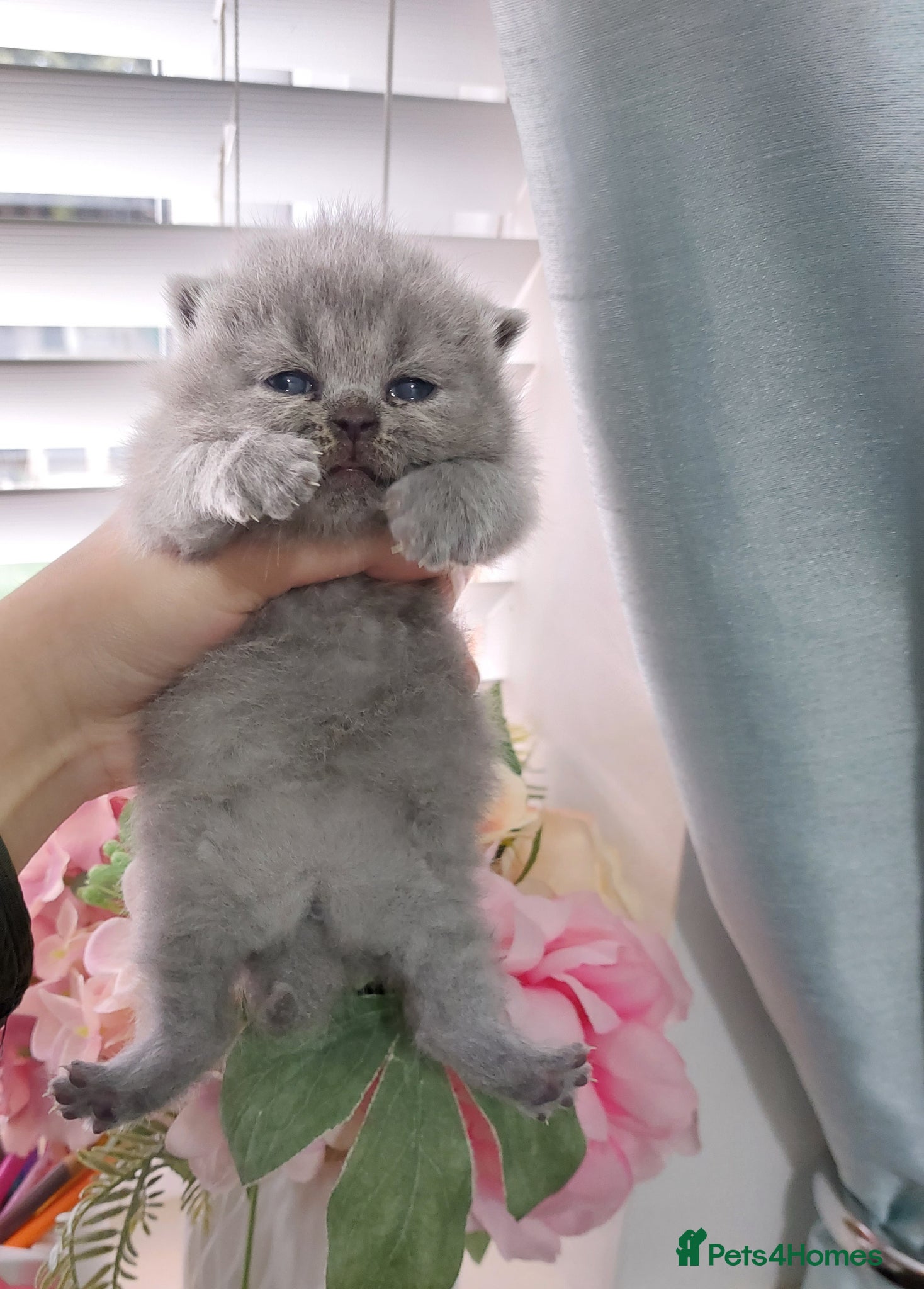 British Shorthair cats 🏆❤️‍🔥IMPECCABLE LAST BABY🌟CHAMPIONS🏆🐻🐾 - Advert 2