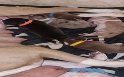 Mixed Breed dogs for sale: Husky cross staffy pups - Image 6