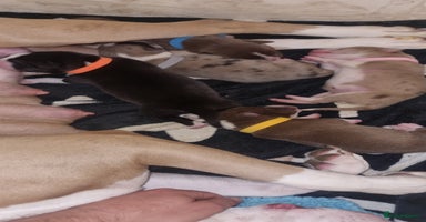 Mixed Breed dogs - Advert 13