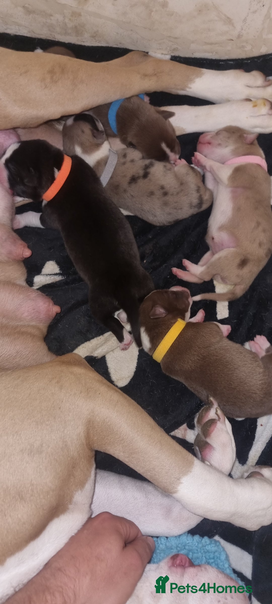 Mixed Breed dogs for sale: Husky cross staffy pups - Image 6