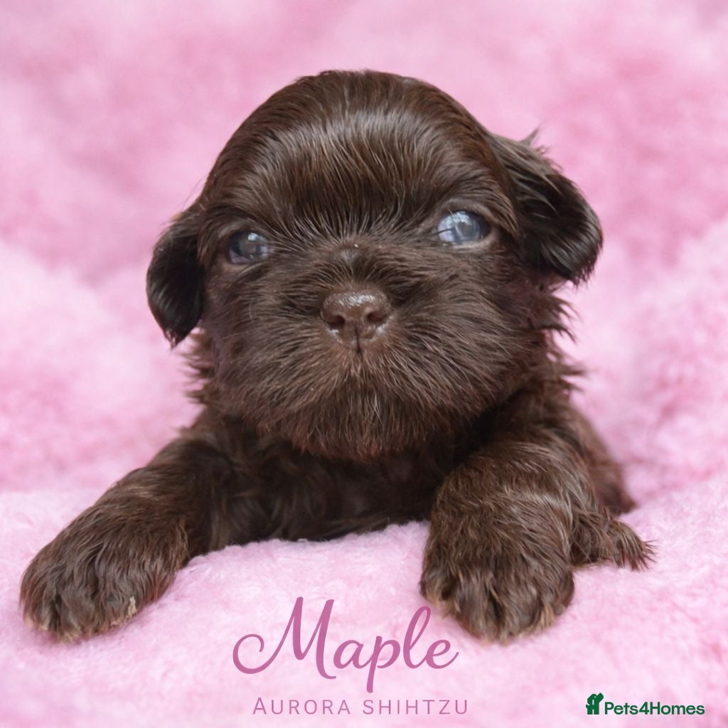 Shih Tzu dogs KC registered Black 🖤 and Chocolate 🤎 Beauties  - Advert 15