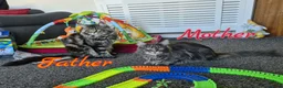 Maine Coon cats for sale: MaineCoon male kittens - Advert 6
