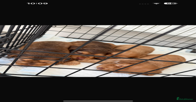 Cocker Spaniel dogs - Advert 7