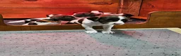 English Springer Spaniel dogs for sale:  KC REGISTERED ENGLISH SPRINGER SPANIEL PUPPIES  - Advert 5