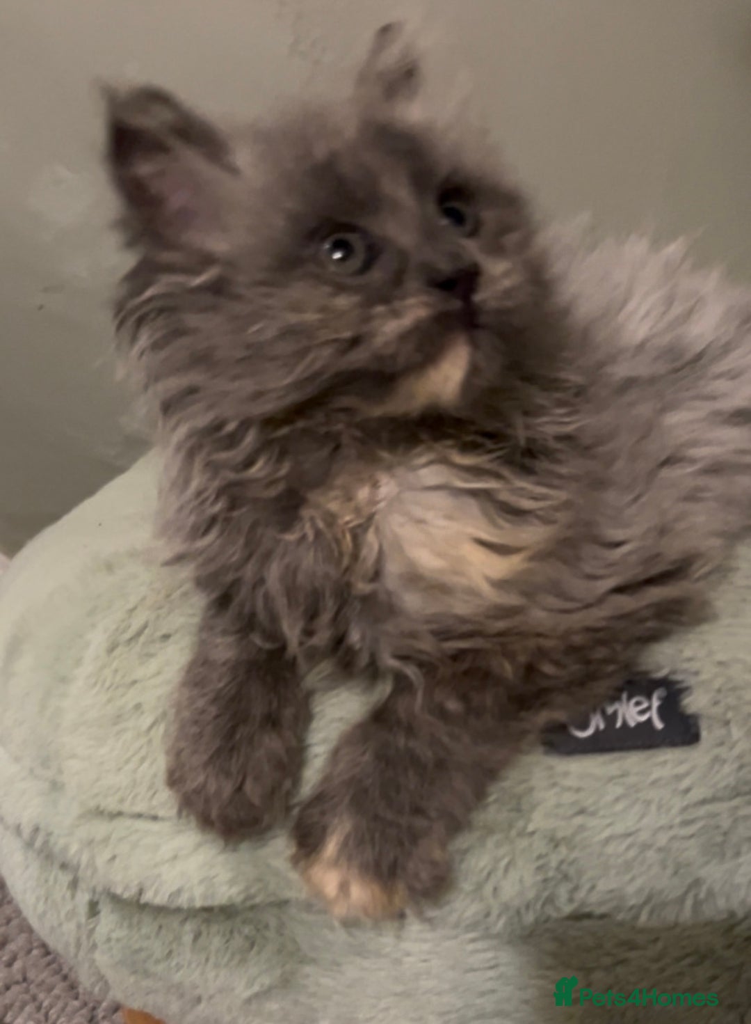 Maine Coon cats for sale: Maine Coon girl READY NOW - Advert 18