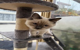 Ragdoll cats for sale: Beautiful ragdoll Dudley  - Advert 7