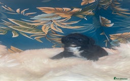 Shihpoo dogs for sale: 1 beautiful Sable shihpoo boy  - Image 16
