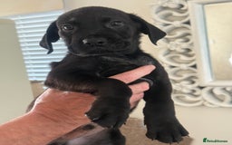Mixed Breed dogs for sale: Happy and attractive Rotti-Corso puppies  - Image 1