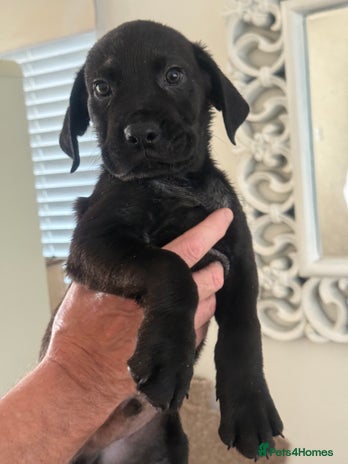 Mixed Breed dogs - Advert 3