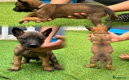 Belgian Shepherd Dog dogs for sale: Belgian malinois puppies from working dog lines  - Image 9