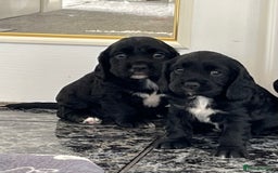 Cockalier dogs for sale: Cavalier x cocker spaniel puppies  - Image 5