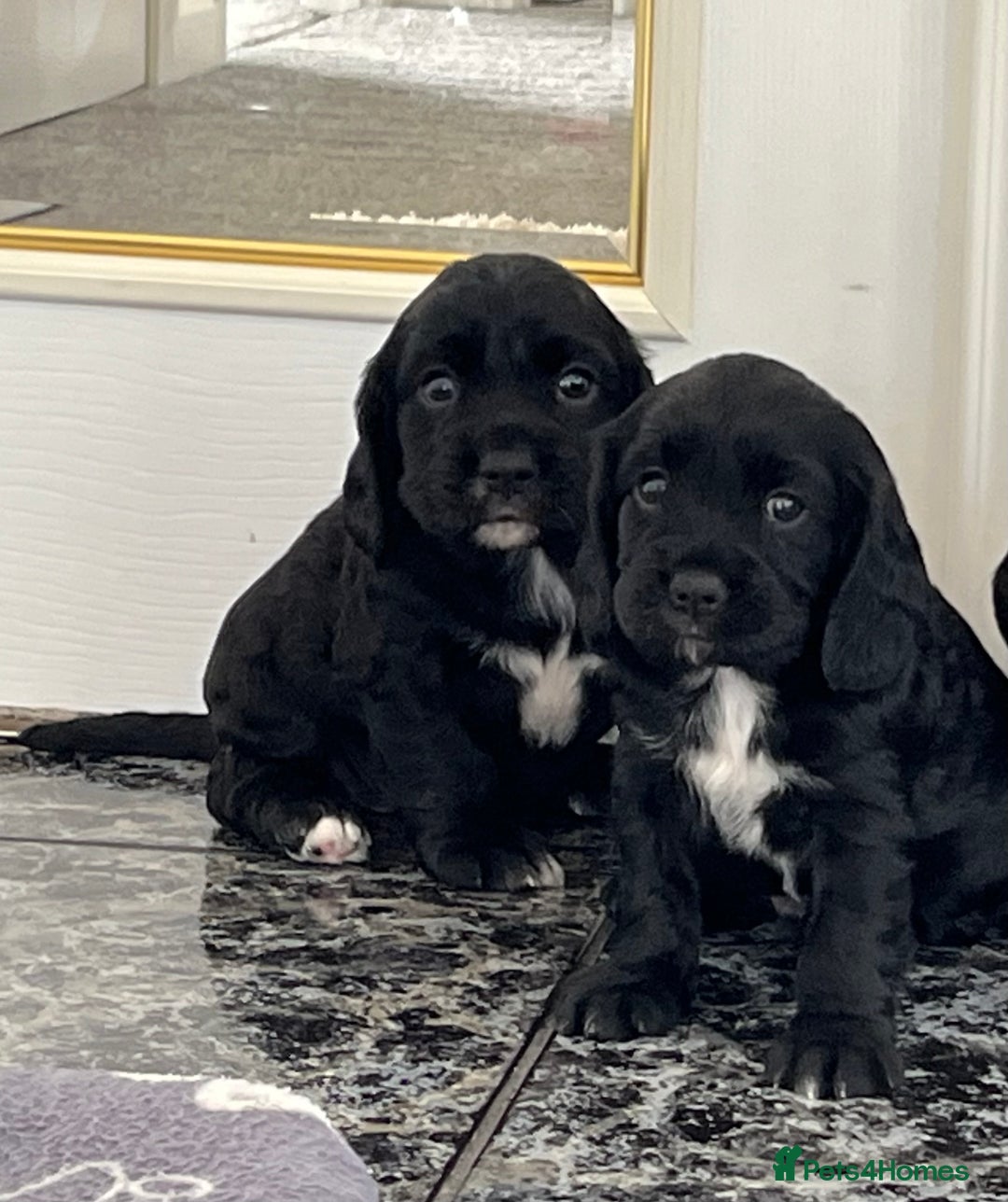 Cockalier dogs for sale: Cavalier x cocker spaniel puppies  - Image 5