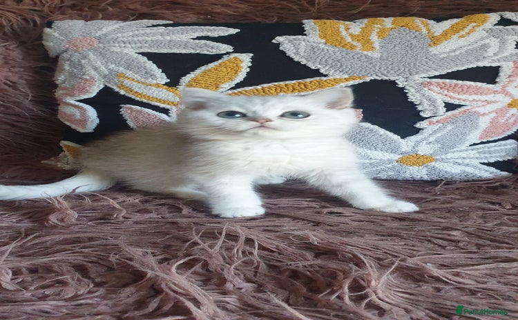 British Shorthair cats - Advert 16