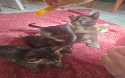 Mixed Breed cats for sale: Beautiful kittens  - Image 26