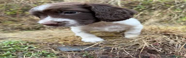 English Springer Spaniel 4