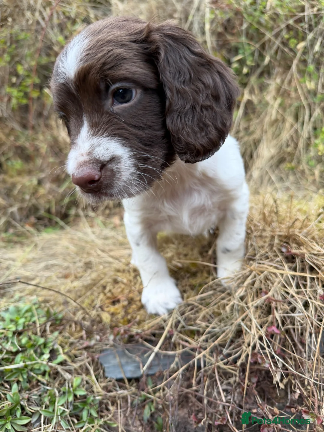 English Springer Spaniel dogs for sale:  Liver & White English Springer Spaniel Puppies - Advert 21